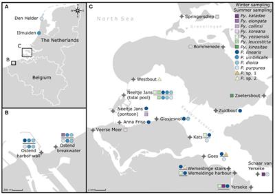 DNA barcoding reveals an extensive number of cryptic introductions of bladed Bangiales (Rhodophyta) in the Southern North Sea